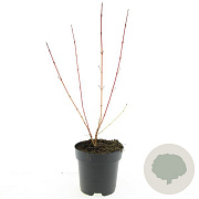 Cornus sang. 'Anny's Winter Orange' GM 2,0L