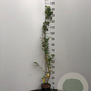 Acer campestre 100-120 cm 3,0L