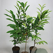 Castanea sativa 100-125 cm 5,0L