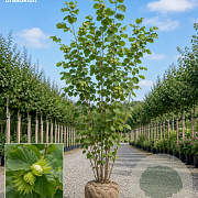 Corylus avellana 'Lange Spaanse' 350-375 cm draadkluit meerstammig verplant