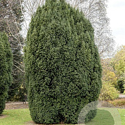Taxus b. 'Overeynderi' 250-275 cm draadkluit verplant 80-90