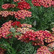 Achillea m. 'Paprika' GM P9