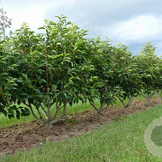 Prunus l. 'Angustifolia' 150-175 cm draadkluit meerstammig 120 cm stam