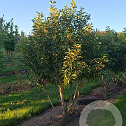 Prunus l. 'Angustifolia' 175-200 cm draadkluit meerstammig 130 cm stam