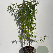 Prunus spinosa 60-80 cm 3,0L
