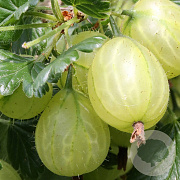Ribes uva-crispa 'Mucurines' 60 cm stam 10L sleuvenpot