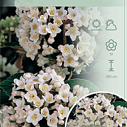 Viburnum burkwoodii 100-125 cm 15L