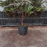 Cimicifuga ramosa 'Brunette' GM P9
