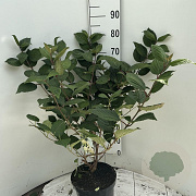 Viburnum plic. 'Grandiflorum' 50-60 cm 7,5L