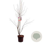 Amelanchier lamarckii 150-175 cm 13L