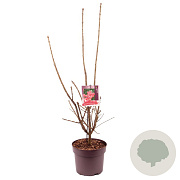 Euonymus alatus 60 cm 7,5L