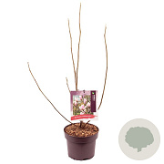 Magnolia soulangeana 60-70 cm 50L
