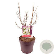 Magnolia stellata 80-90 cm 10L