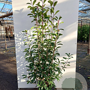 Photinia fraseri 'Red Robin' 125-150 cm 35L