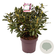 Rhododendron 'Cunningham's White' 50-60 cm 13L