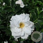 Rosa (R) 'Blanc Double de Coubert' A kwaliteit wortelgoed vanaf 2 tak