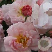 Rosa (T) 'Cornelia' A kwaliteit wortelgoed vanaf 2 tak