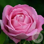 Rosa 'Mrs. John Laing' AA. kwaliteit wortelgoed