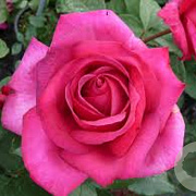 Rosa (T) Parole AA. kwaliteit wortelgoed