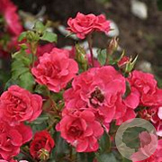 Rosa (P) Rotilia AA. kwaliteit wortelgoed