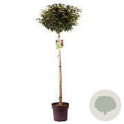 Prunus l. 'Angustifolia' 110 cm stam 13L