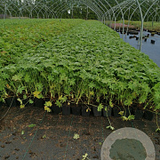 Geranium macrorrhizum GM P9
