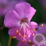 Geranium cant. 'Cambridge' GM P9