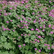 Geranium macr. 'Czakor' GM P9
