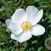 Rosa 'Spinosissima' GM rozenpot 3L