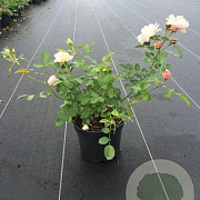 Rosa (H) Aspirin Rose GM rozenpot 3L