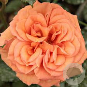 Rosa (F) Bentheimer Gold AA. kwaliteit wortelgoed
