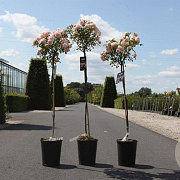 Rosa (F) 'Bonica' 100 cm stam 7L
