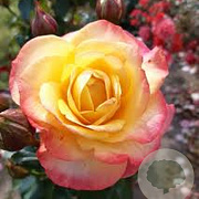 Rosa (T) Flaming Star GM rozenpot 4L