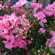 Rosa (T) Fortuna GM rozenpot 3L