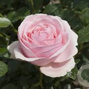 Rosa (K) Giardina GM rozenpot 4L
