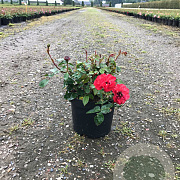 Rosa (F) La Sevillana GM rozenpot 3L