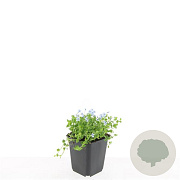 Isotoma fluviatilis GM P9