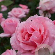 Rosa (F) 'Queen Elizabeth' GM rozenpot 4L