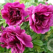 Rosa (H) 'Roseraie de L'Haÿ' GM rozenpot 4L