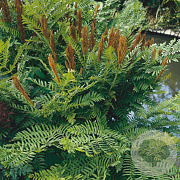 Osmunda regalis GM P9