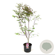 Acer pal. 'Atropurpureum' 80-100 cm 12L kegel