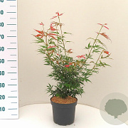 Acer pal. 'Jerre Schwartz' 50-60 cm 5,0L