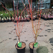 Acer pal. 'Sangokaku' 60-80 cm 5,0L