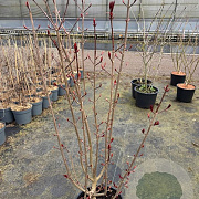 Acer plat. 'Crimson Sentry' 100-125 cm 15L