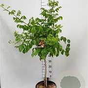 Campsis tagliabuana 'Gold Trumpet Creeper' 80 cm stam 15L