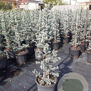 Cedrus atl. 'Glauca' 100-125 cm 7,5L