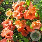 Chaenomeles sup. 'Orange Trail' 70 cm 2,0L