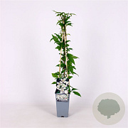 Clematis montana grandiflora 70 cm 2,0L