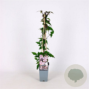 Clematis mont. rubens 70 cm 2,0L
