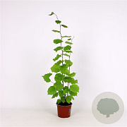 Corylus avellana 60-80 cm 5,0L struik